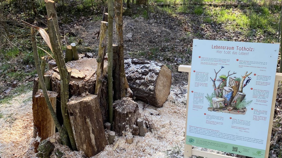 Käferburg im Schulwald der Realschule Bad Bentheim